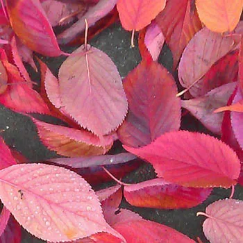 Leaves 3