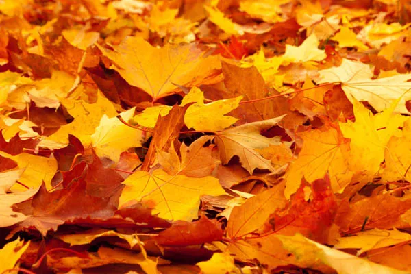 takimata sanctus est