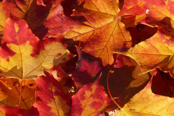 takimata sanctus est