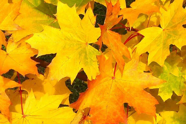 takimata sanctus est