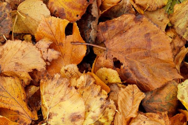 Lingue es plu simplic