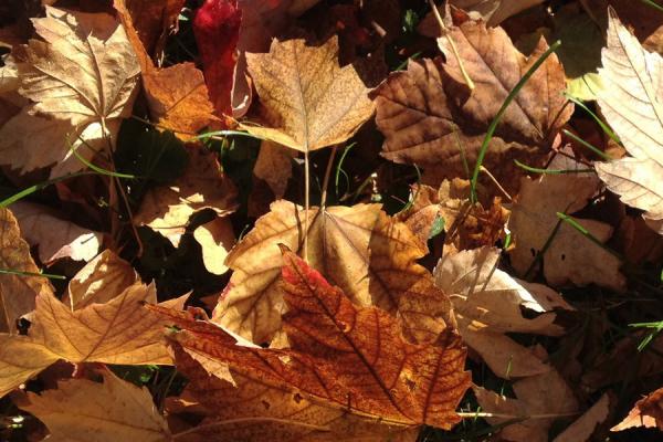 Ut enim ad minim veniam