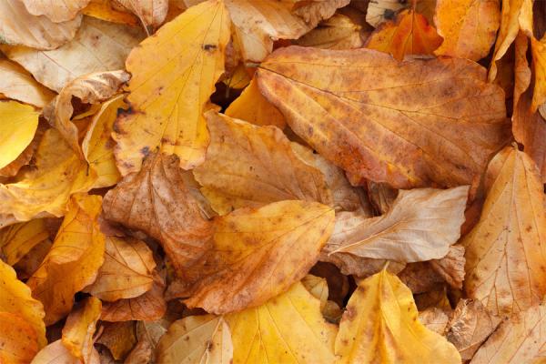 Veniam quis nostrud exerc